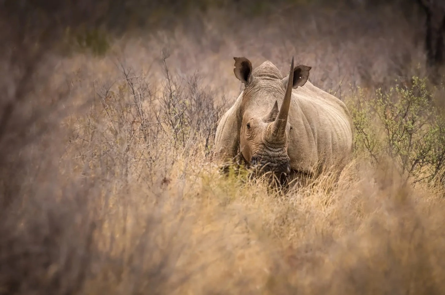 Family Safaris safari landscape
