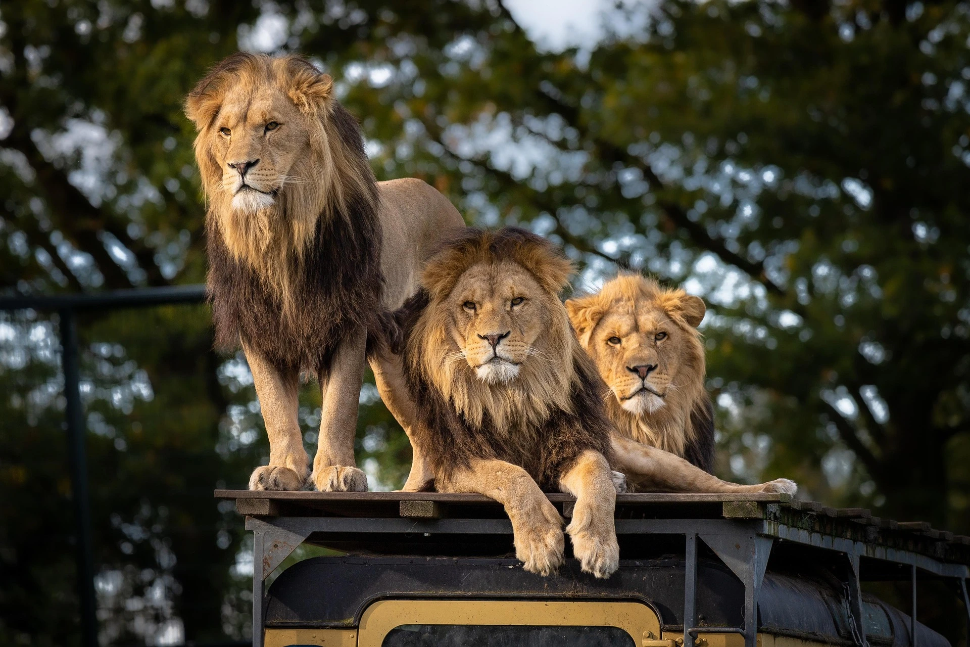What to Expect on Your First Tanzanian Safari: A Practical Guide