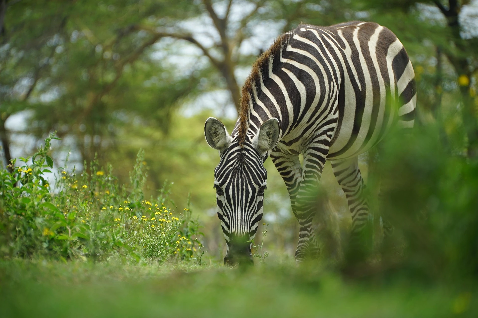 Tanzania Travel Guide: What to Know Before You Go