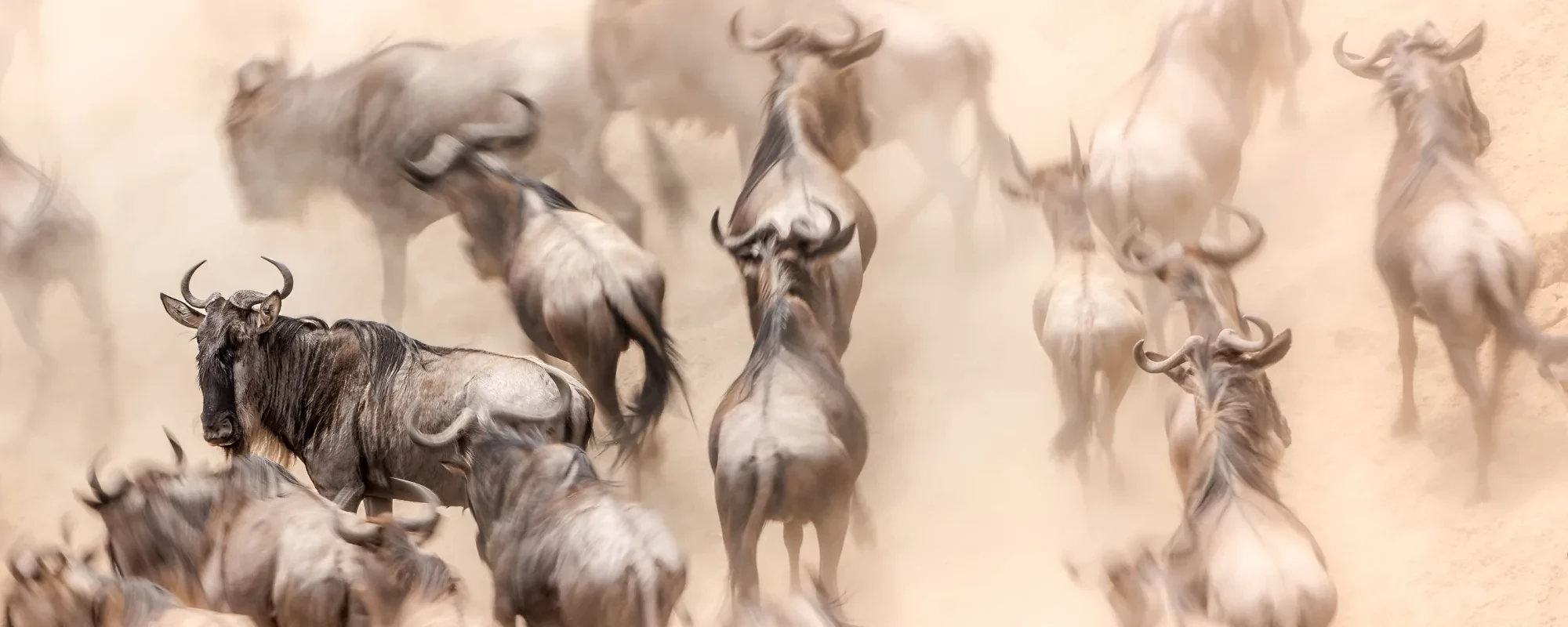 Discovering Tanzania’s Great Migration and Big Five Up Close
