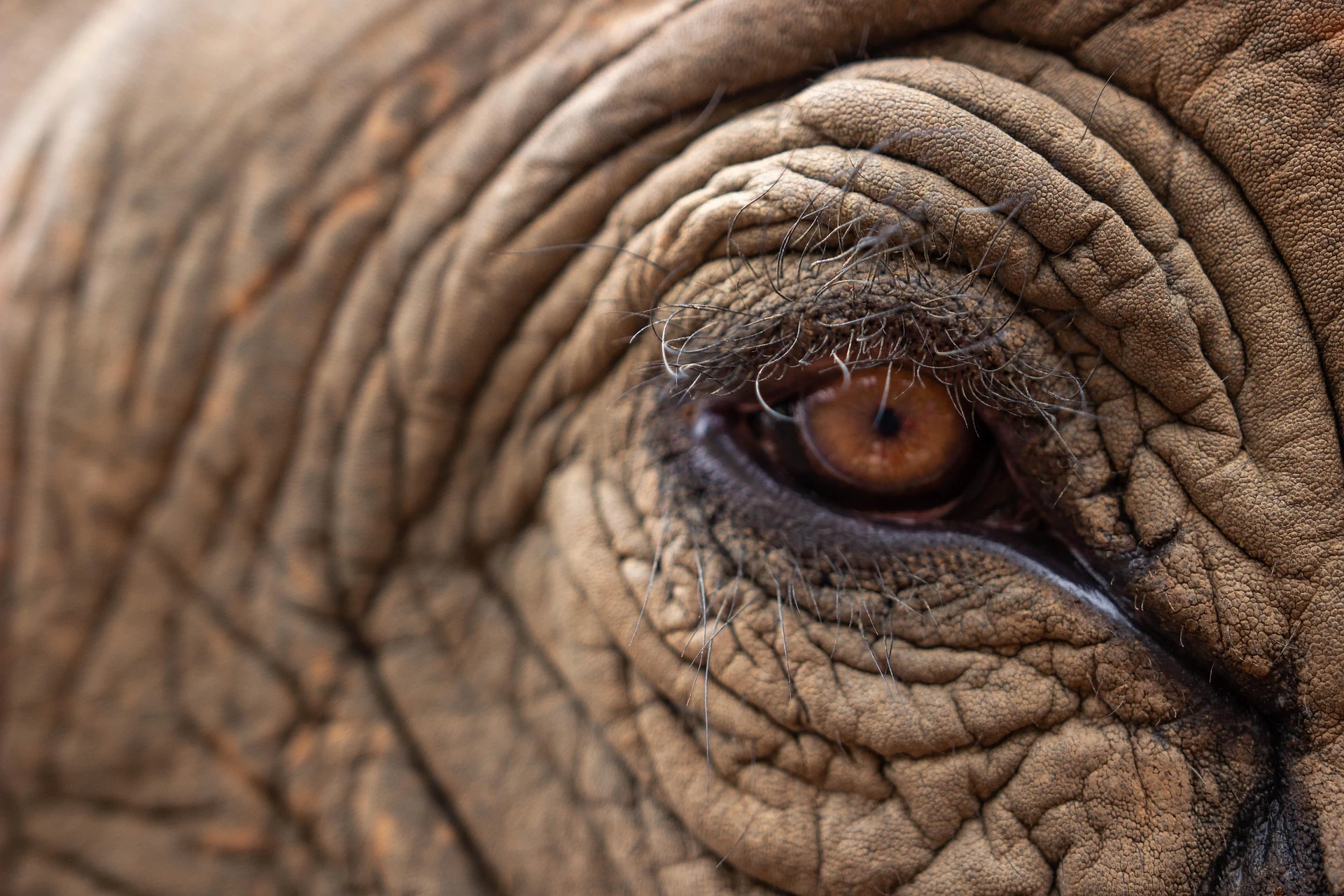 What to Know Before Your First Tanzania Safari
