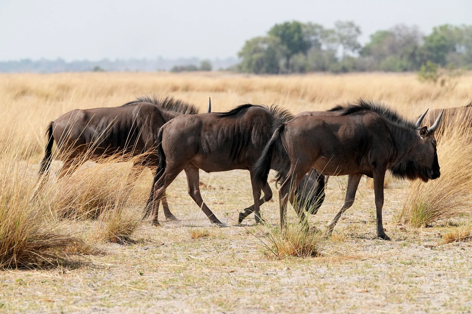 Maasai Mara wildlife and migration season