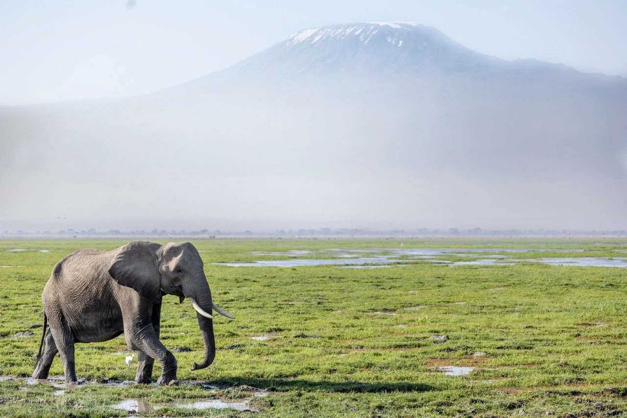 Elephants beneath Kilimanjaro in Amboseli