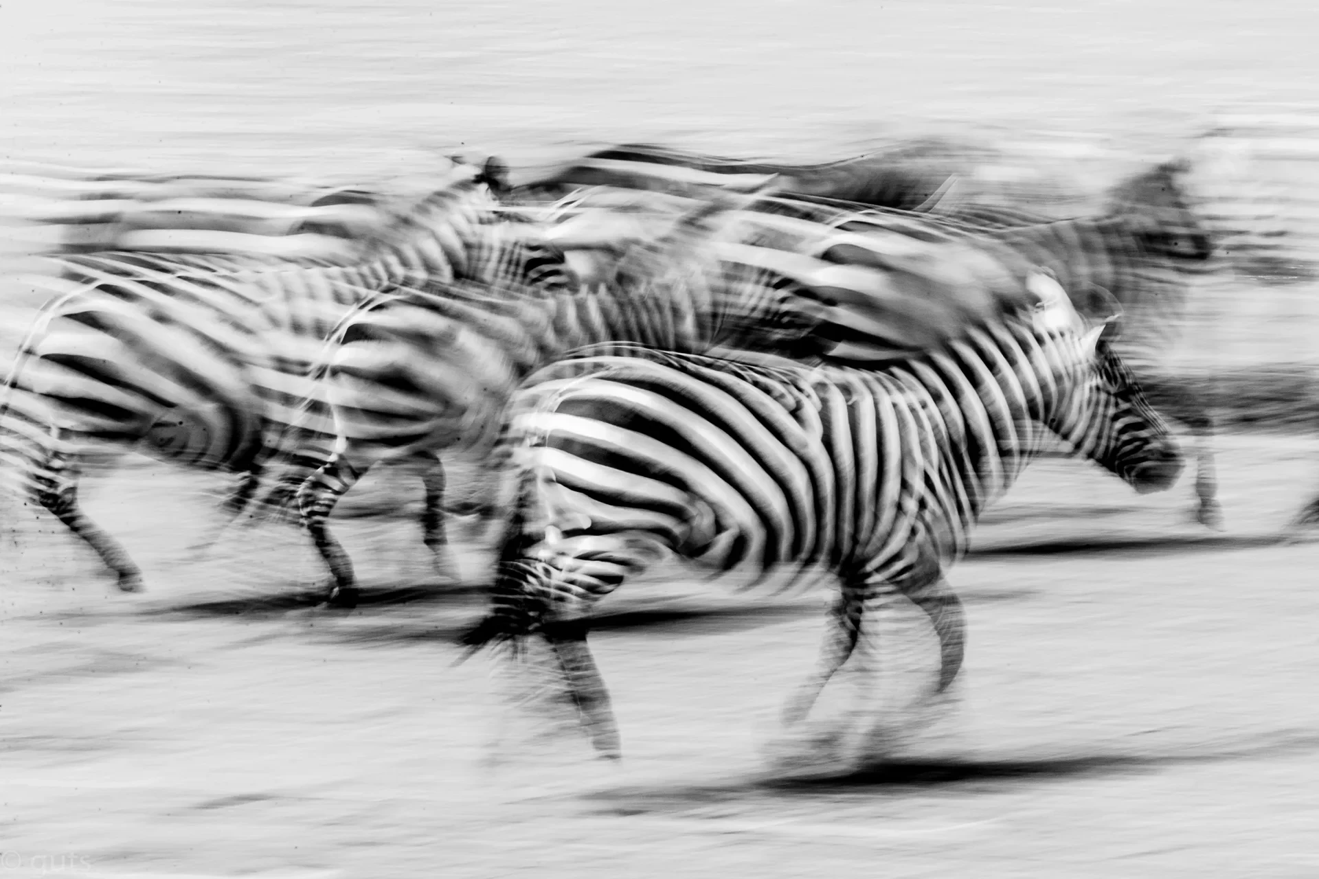 Private conservancies and night drives in Laikipia