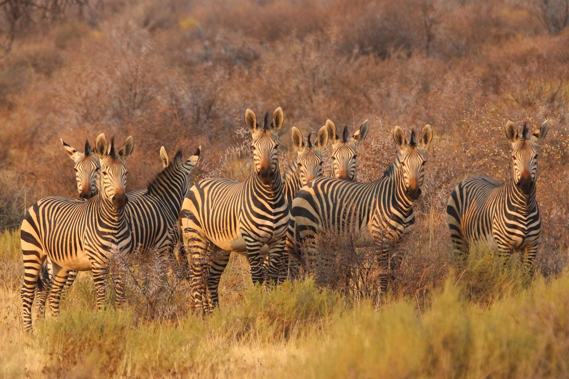 Samburu landscapes and northern species