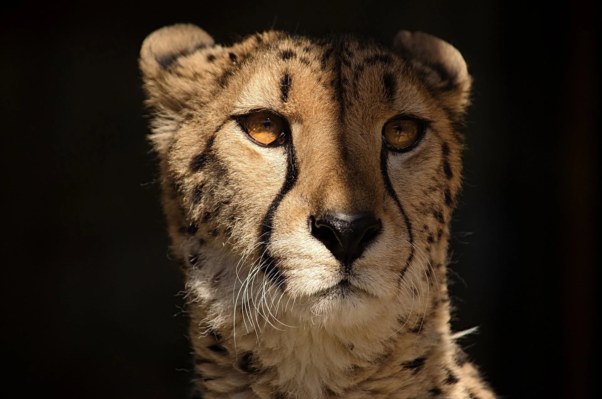The character of Kenya