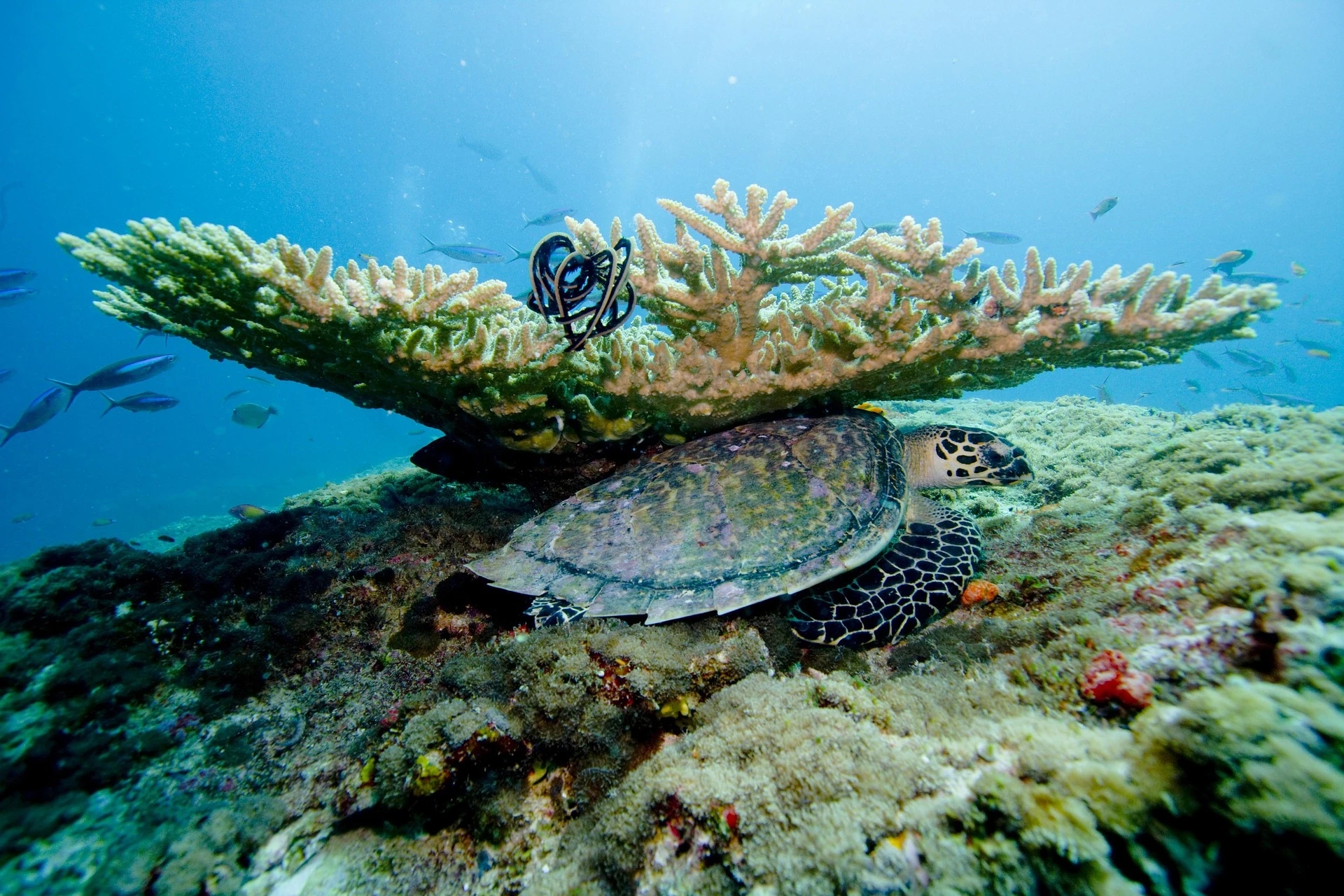 House-reef snorkelling and diving