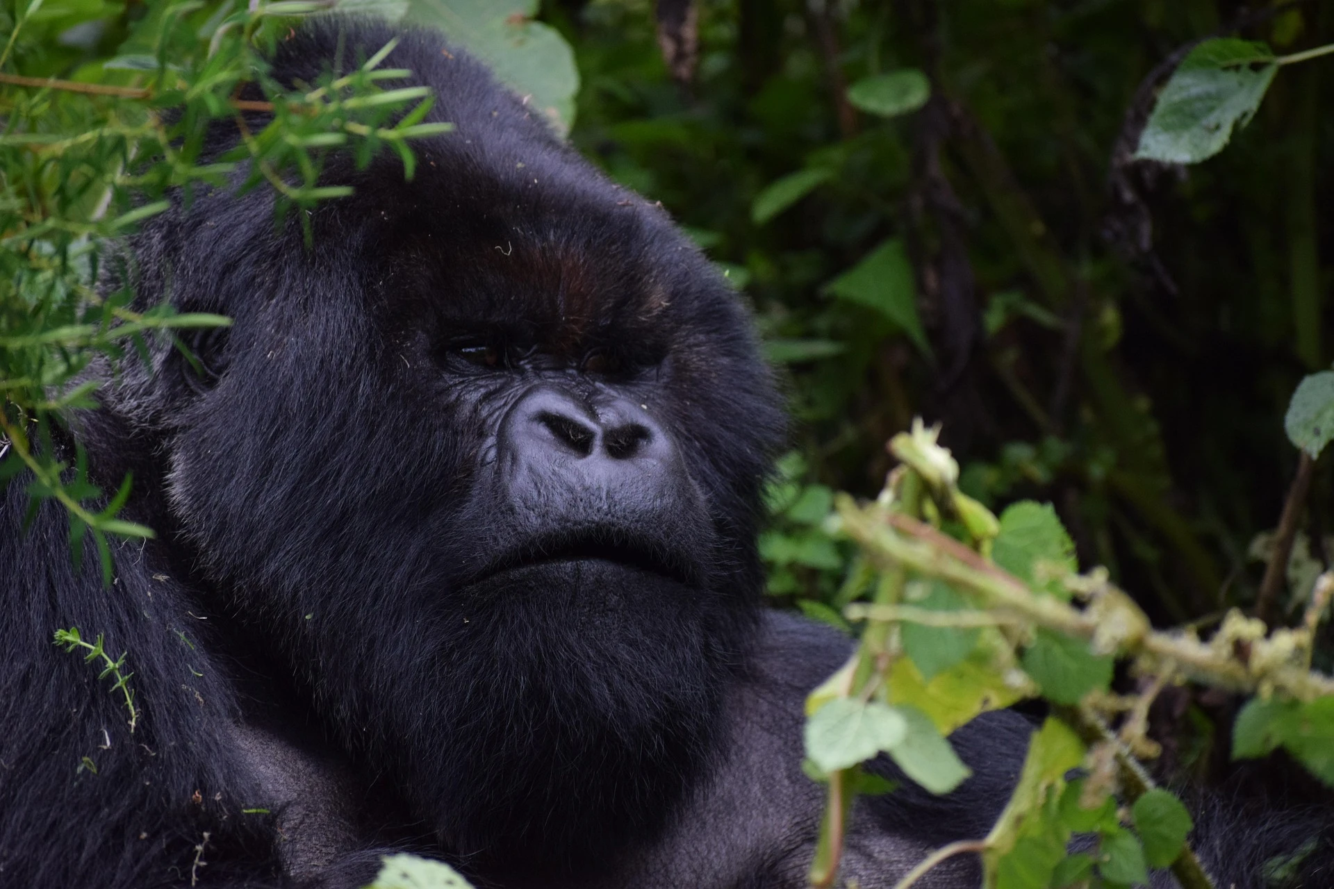The character of Rwanda