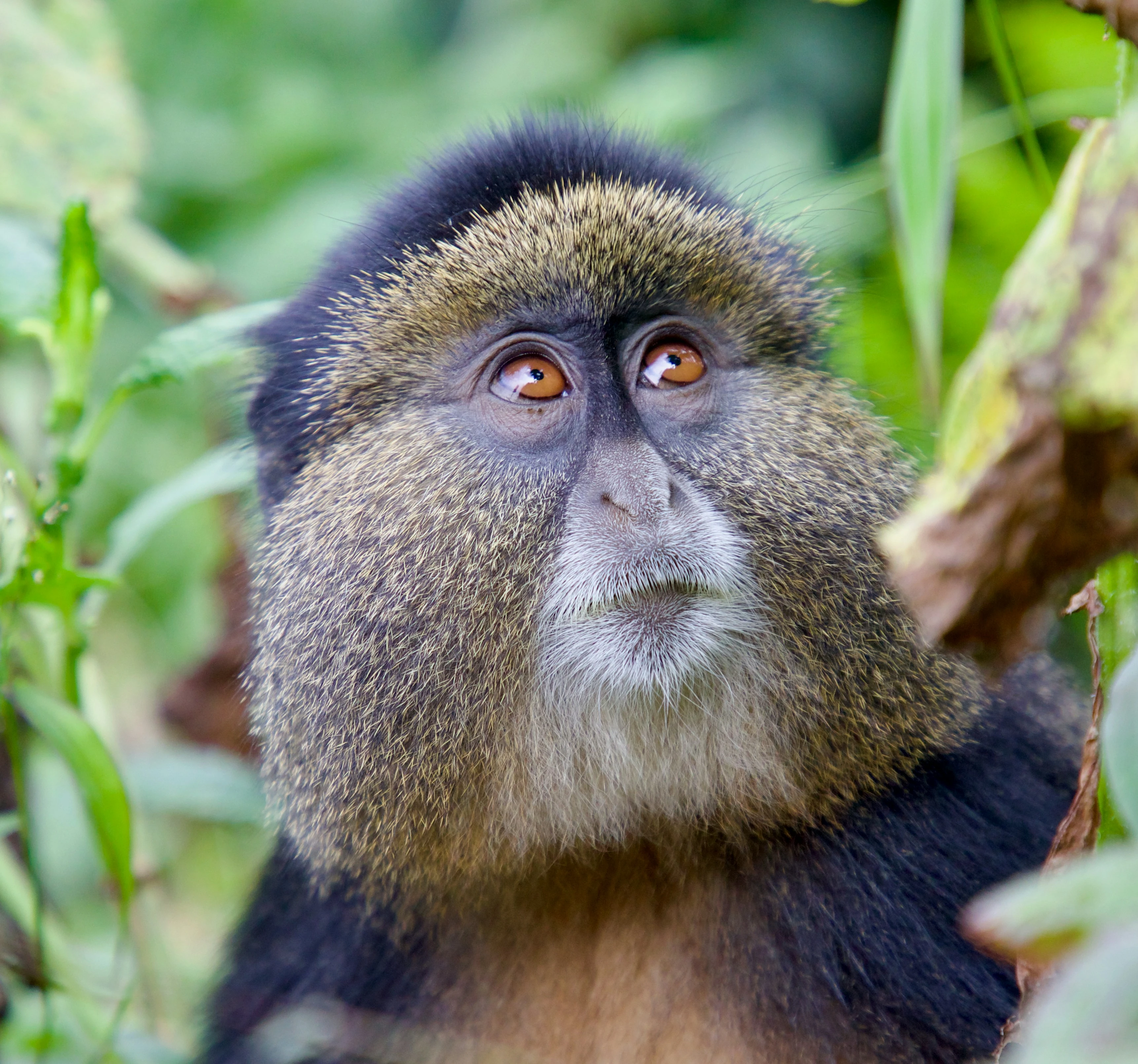 Golden monkey encounters