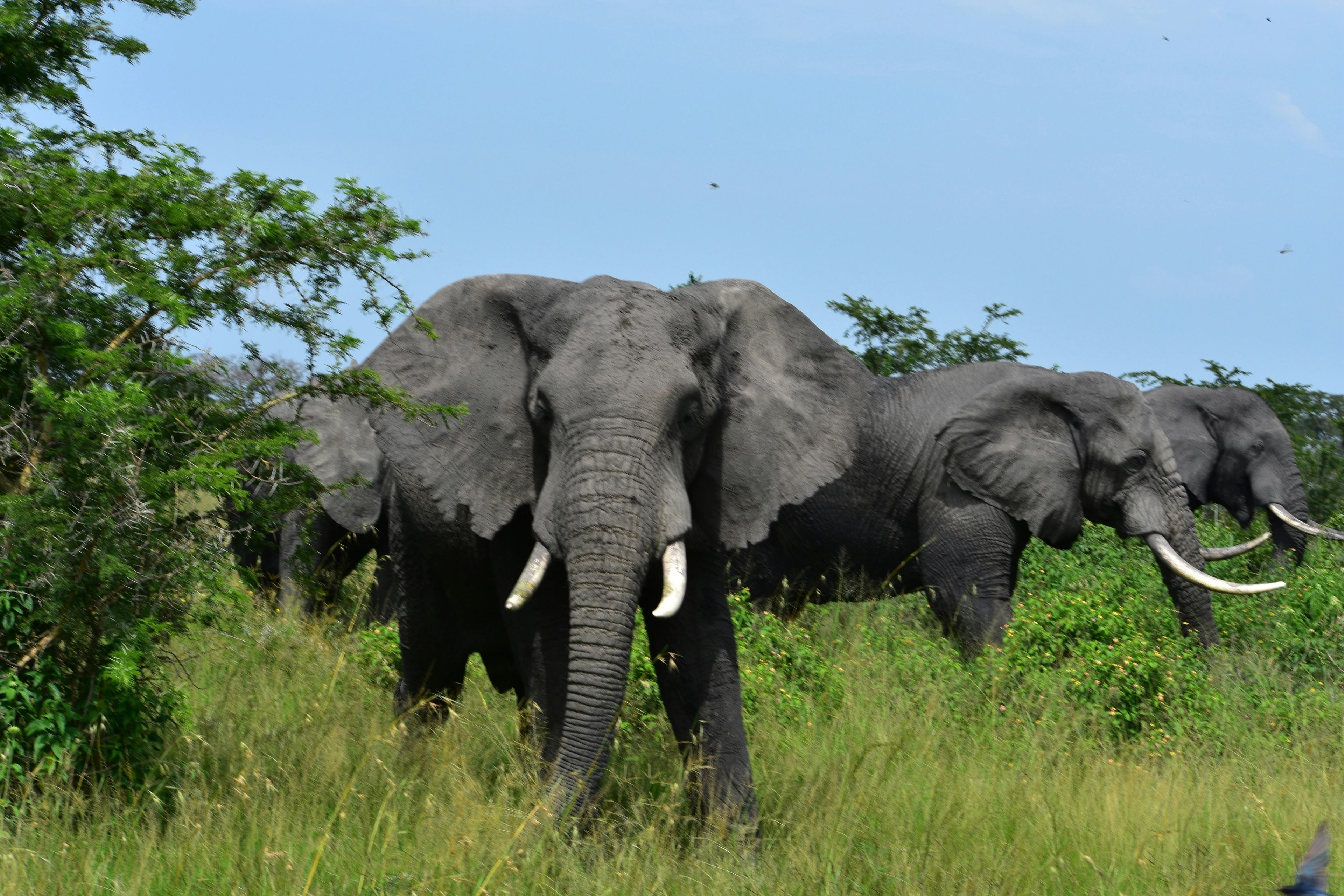 Big Five viewing in Akagera