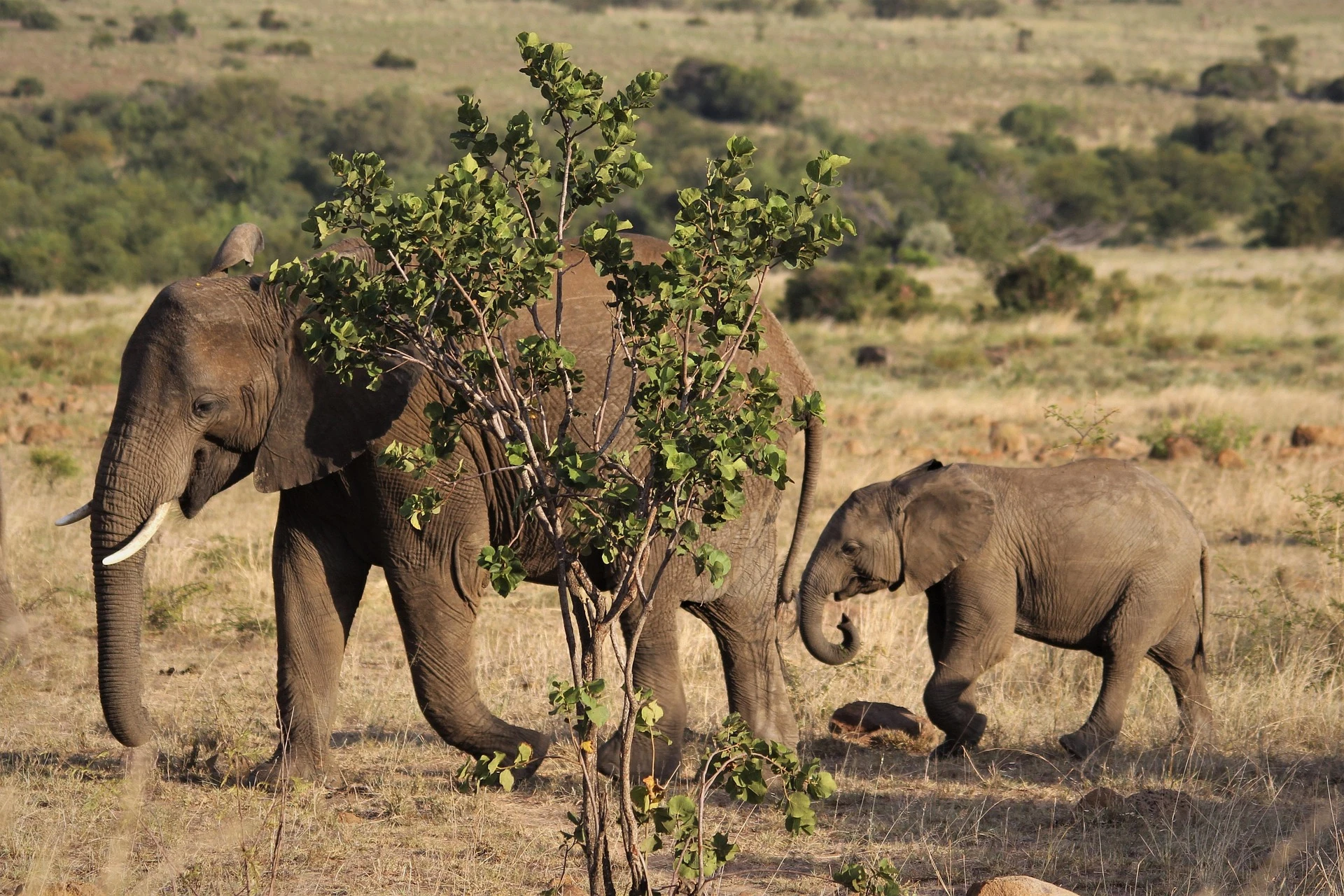 Malaria-free family safari options