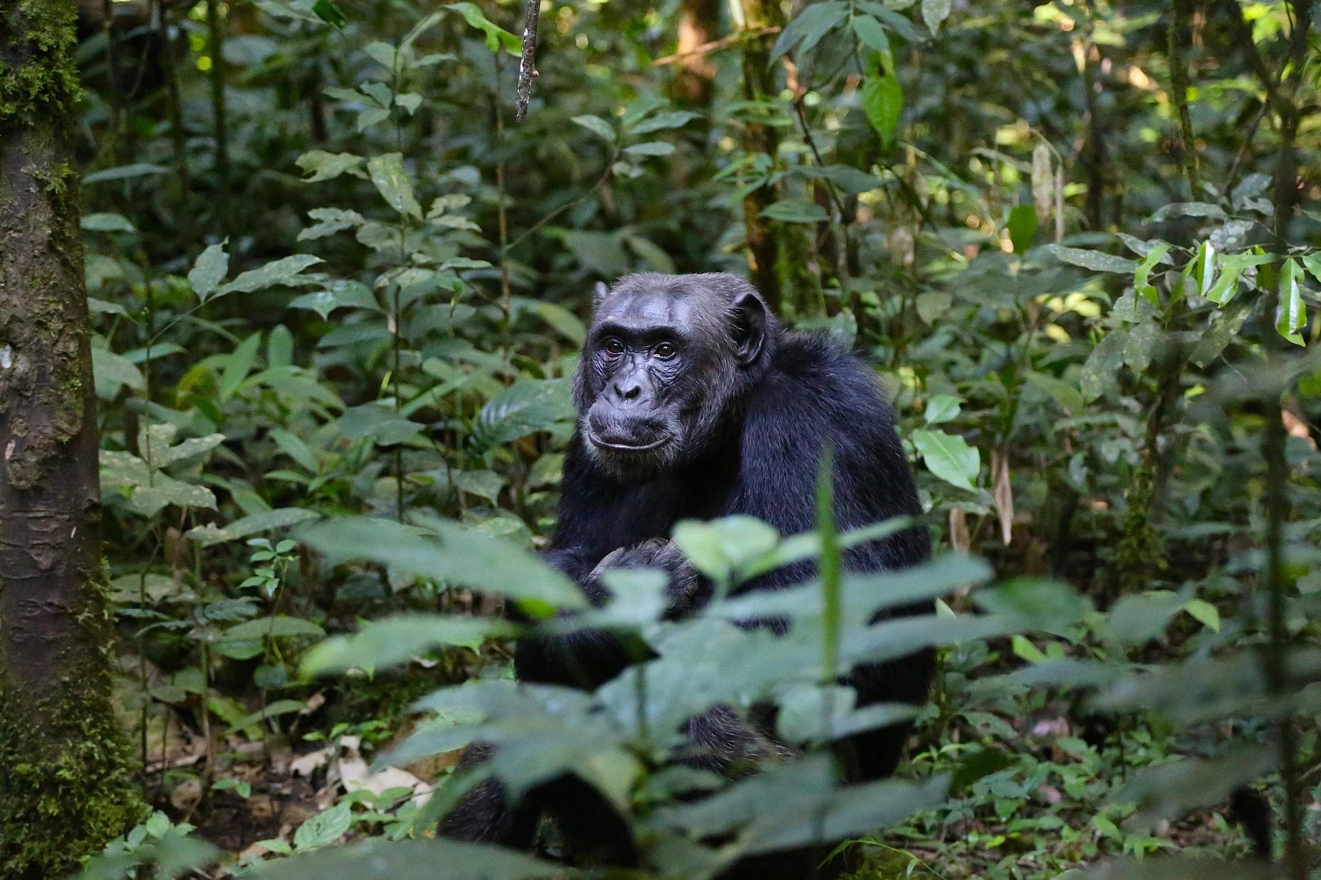 Chimpanzees in Kibale Forest