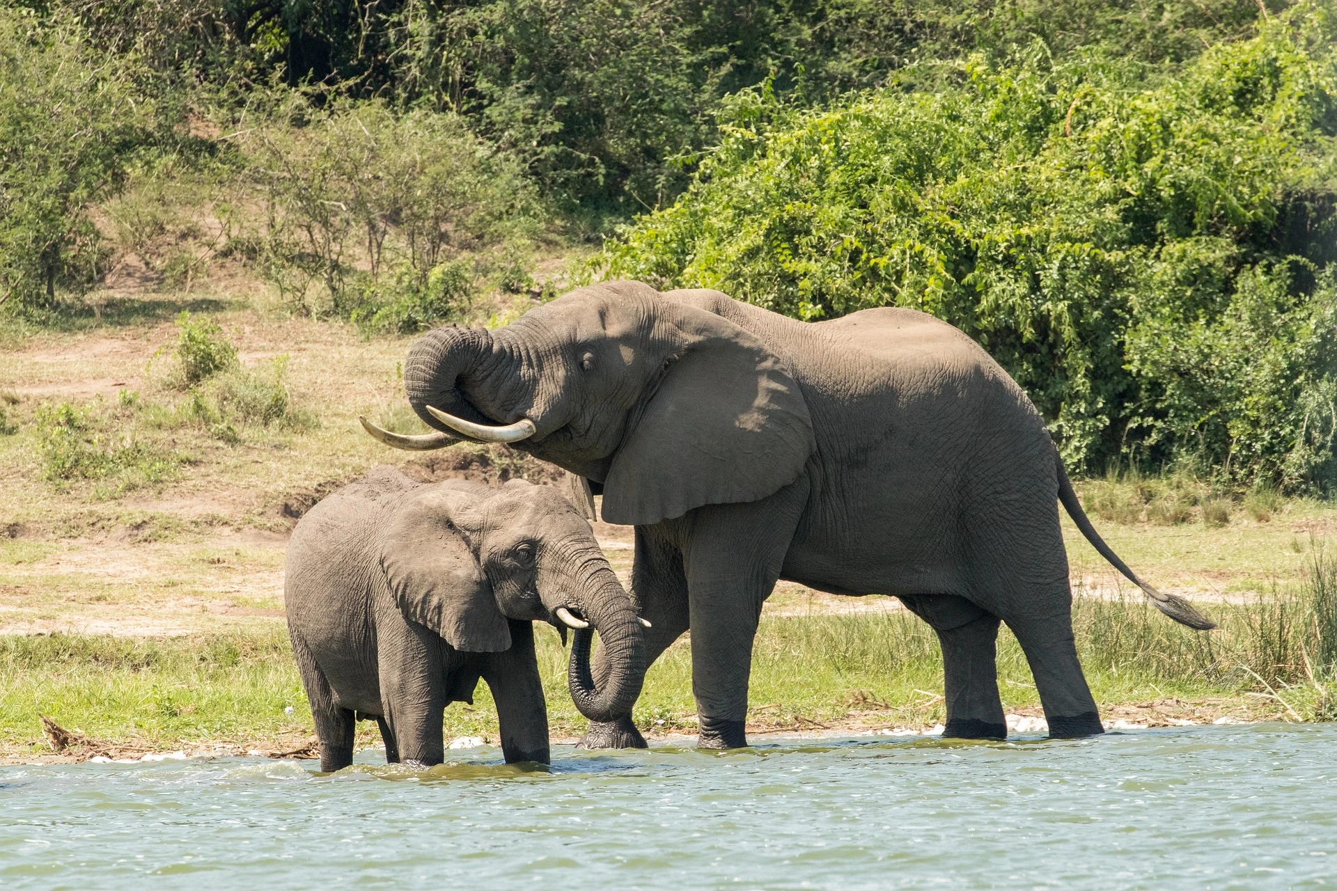 Queen Elizabeth National Park