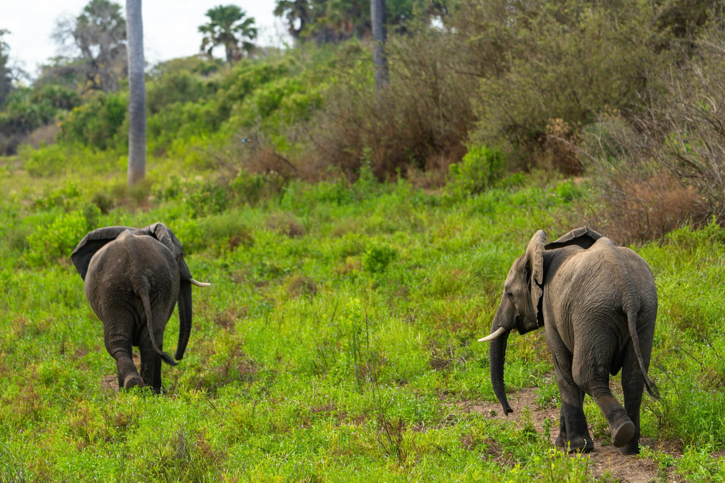Garden Route and whale coast journeys