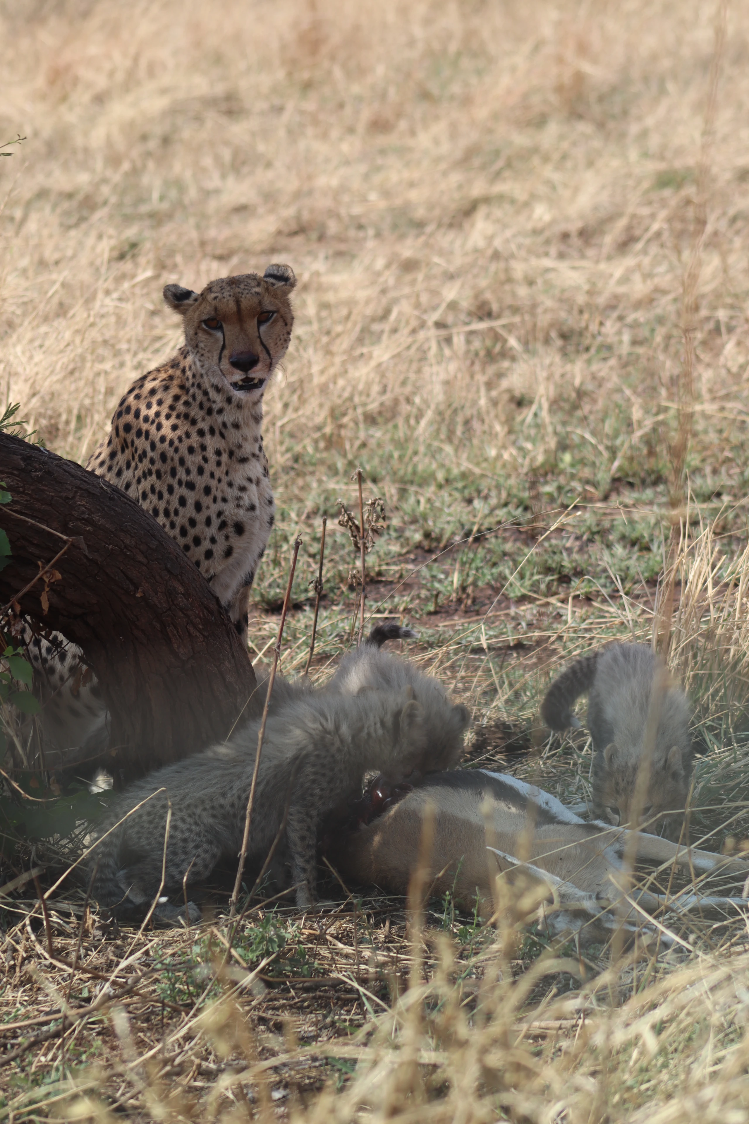 A guided safari experience in East Africa