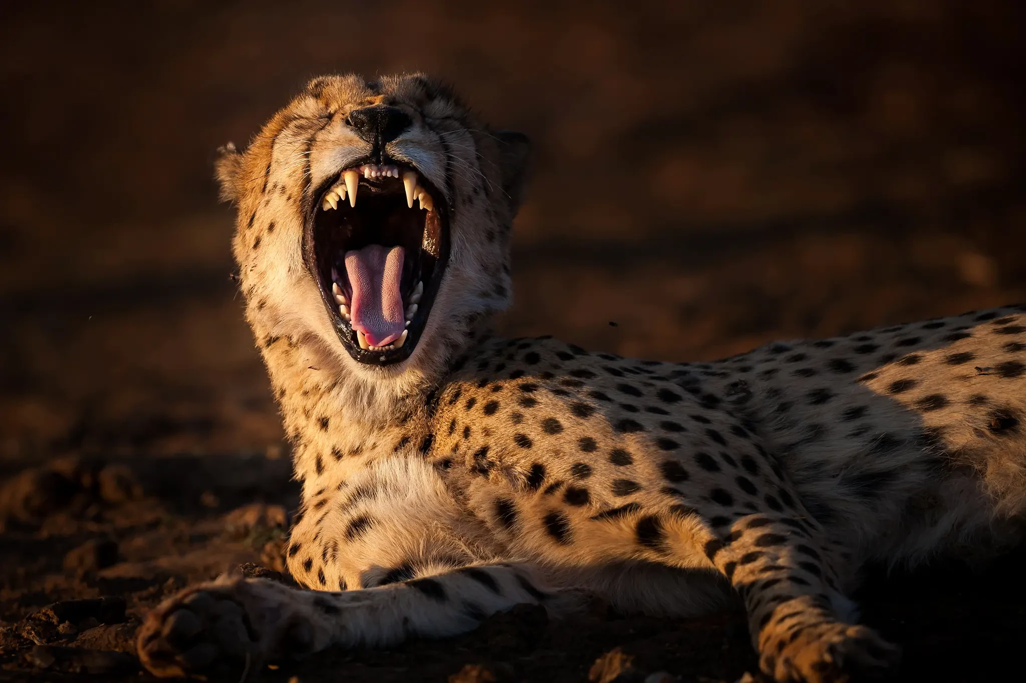 Luxury Safaris safari landscape