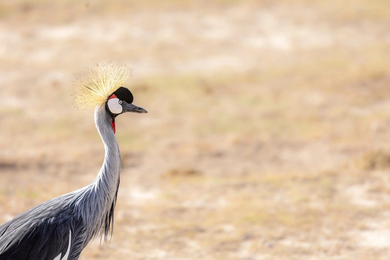 Tanzania safari landscape – Serengeti and national parks
