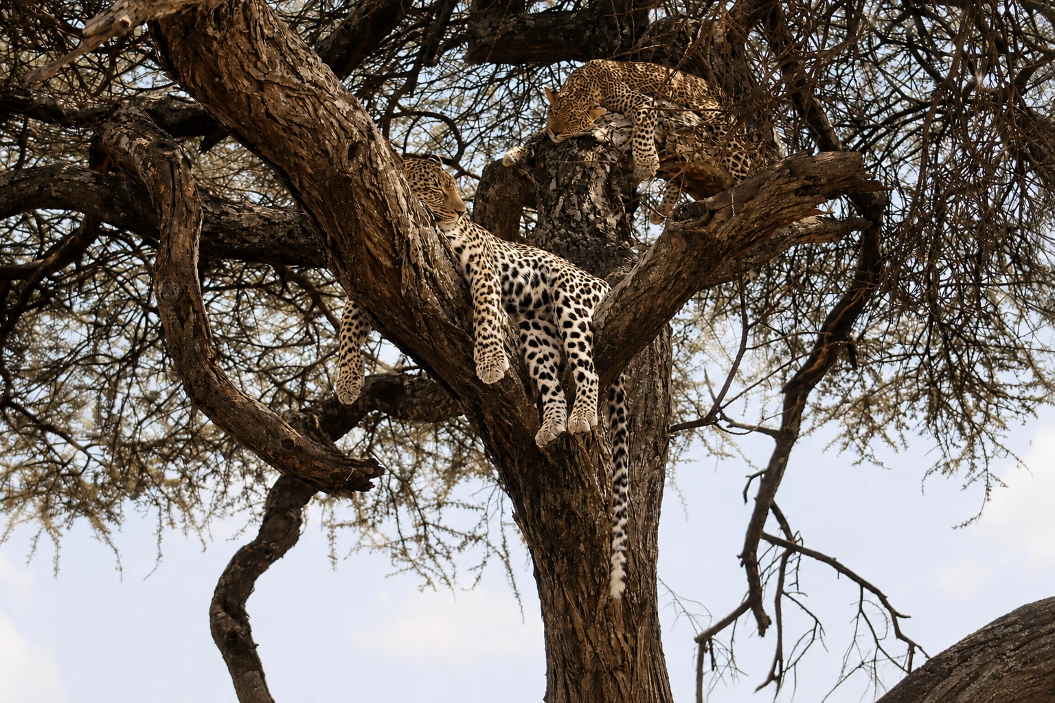 African landscape