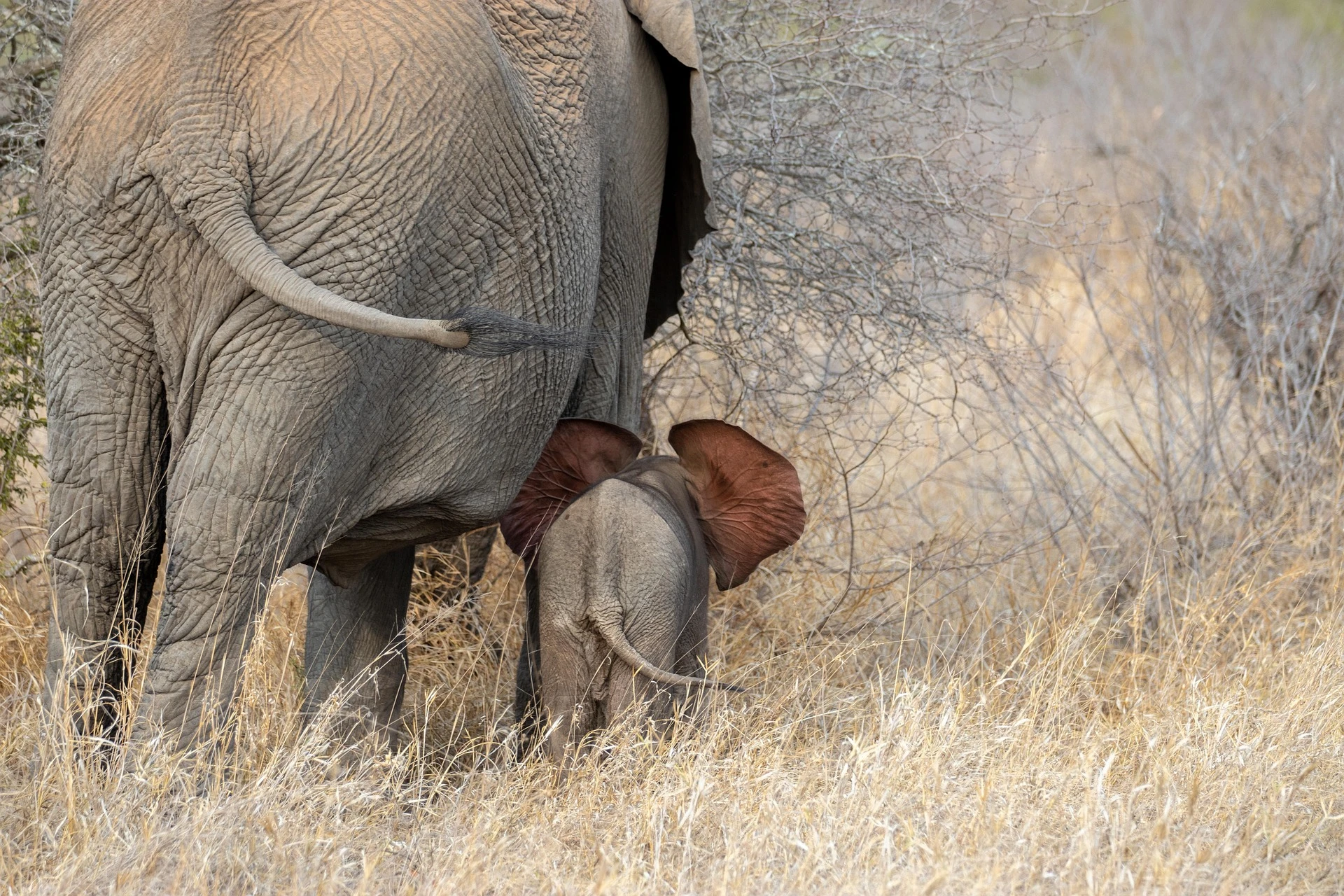 Contact Norine Forbes Safaris