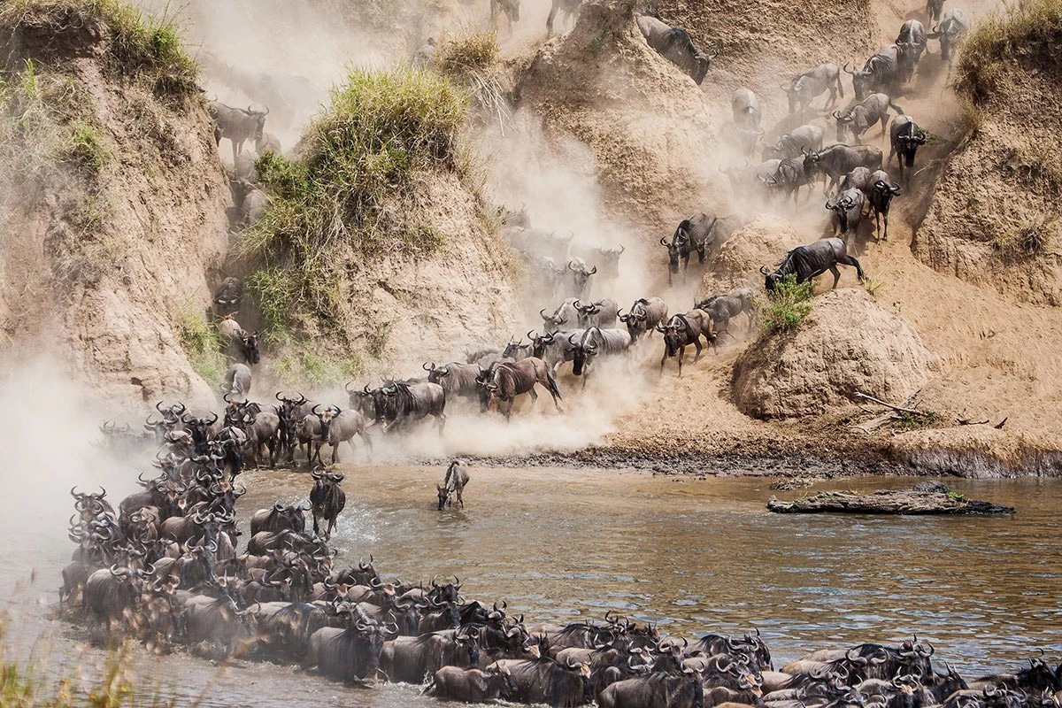 The Great Migration in East Africa