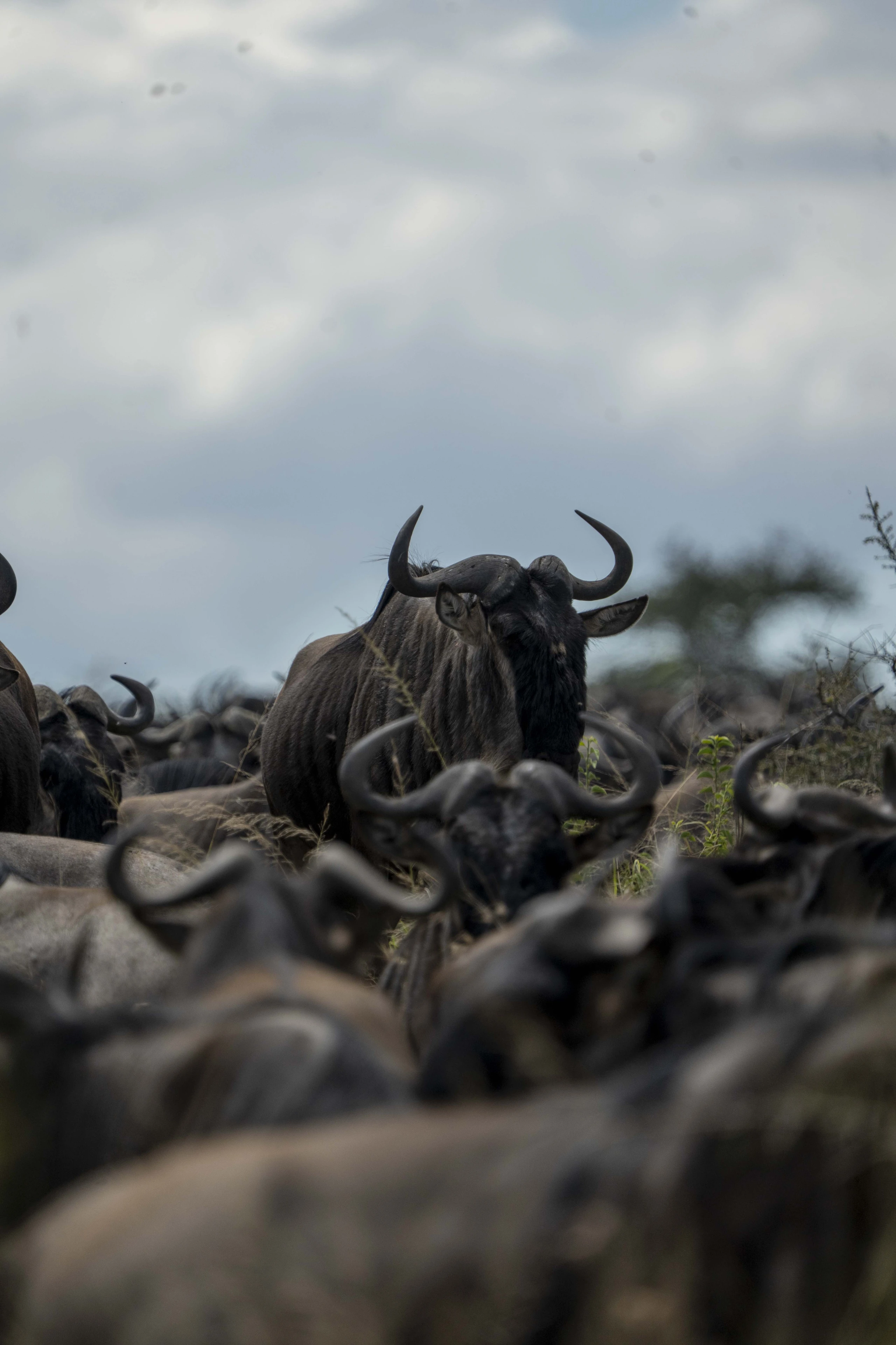 Norine Forbes Safaris team