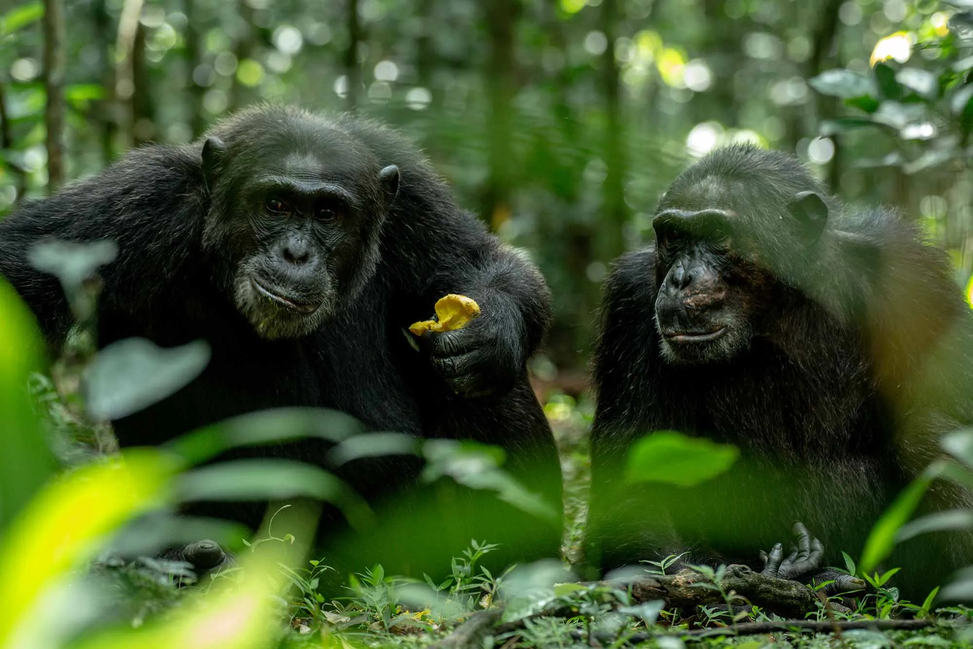 Uganda travel overview